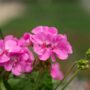 Geranium – Calliope Large Lavender – 10″ Hanging Basket